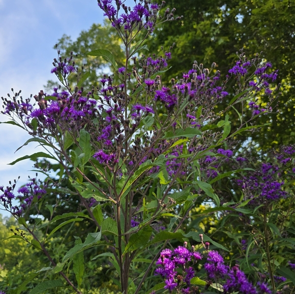 Meet your Posher, Gab - Picture 1 of 1